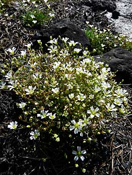 Mt. sandwort