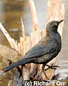 Rusty Blackbird