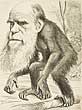 Darwin as a chimp