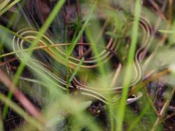 ribbon snake