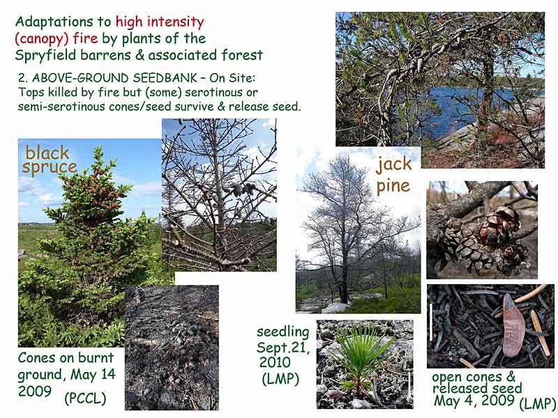 Regeneration of Forest and Barrens after the Spryfield Fire